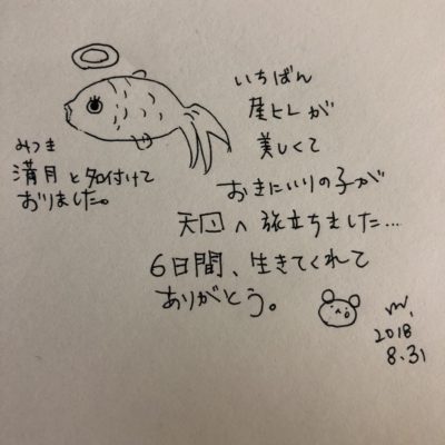 金魚20180831